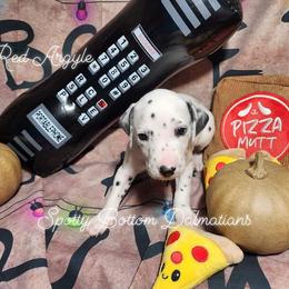 Dalmatian Puppies from Spotty Bottom Dalmatians