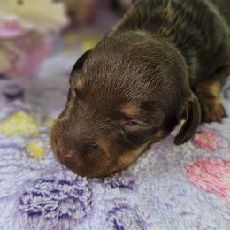 Peanut Butter - Chocolate and tan female Dachshund puppy in Richburg, New York from Granny's babies