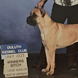 Mercy - Cane Corso