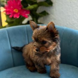 Juniper - Gold male Yorkshire Terrier puppy in Cape Coral, Florida from Katherine’s Yorkies and Poodles