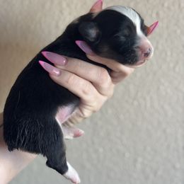 Sydney - Black and tan female American Corgi puppy in East Oakdale, California from Rhettro Kennels