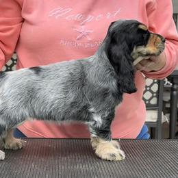 English Cocker Spaniel Puppies from Woodwyn Farm