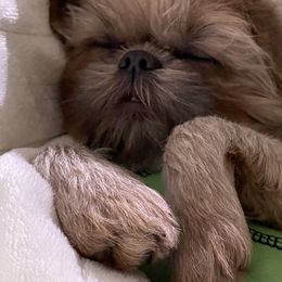 Shih Tzu Puppies from DavOrr’s LoweryBell Shih Tzus