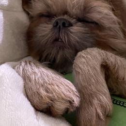Shih Tzu Puppies from DavOrr’s LoweryBell Shih Tzus