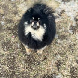 Hazel - Pomeranian