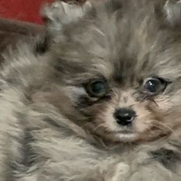 Prancer Girl 2 - Blue merle Pomeranian puppy in Colton, Oregon from Shelli’s Pampered Poms