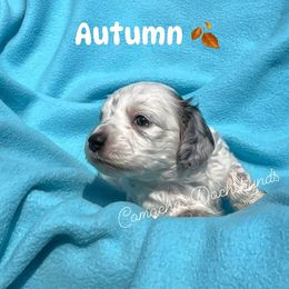 Autumn - AKC  FULLRIGHTS - Dapple female Dachshund puppy in Huntington, Texas from Camacho_Dachshunds
