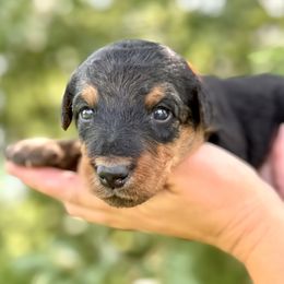 Girl 1 - Black and tan female Airedale Terrier puppy in Marshallville, Ohio from Anne's Pups