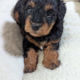 Girl 1 - Black female Schnoodle puppy in Holmesville, Ohio from Pawsome Puppies