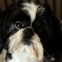 Snoop - Shih Tzu