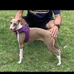 Khara - Italian Greyhound