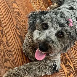 Goldendoodles from Pink Poodles and Doodles