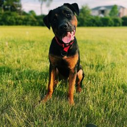 Rottweiler Puppies from Rottitales