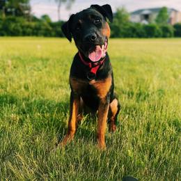 Rottweiler Puppies from Rottitales
