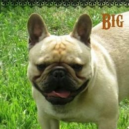 Shooter - French Bulldog