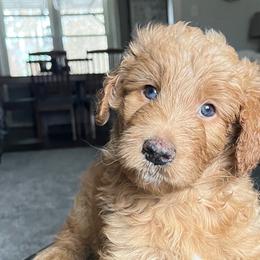 Aussiedoodles, Bernedoodles, Goldendoodles, and Poodles from Kingsfield Doodles