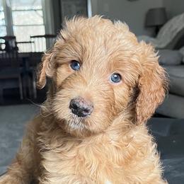 Aussiedoodles, Bernedoodles, Goldendoodles, and Poodles from Kingsfield Doodles