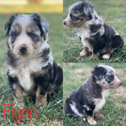 Miniature Australian Shepherd and Toy Australian Shepherd Puppies from HighEnd Aussies