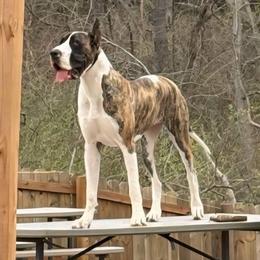 Morrigan - Great Dane