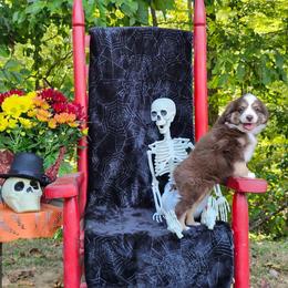 Wynonna - Red tri female Miniature Australian Shepherd puppy in Gainesboro, Tennessee from Family Tradition