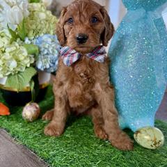 Red Collar - Red male Irish Doodle puppy in Indiahoma, Oklahoma from Farm Fresh Doodles
