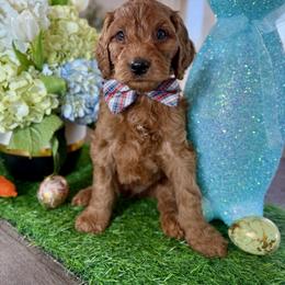 Red Collar - Red male Irish Doodle puppy in Indiahoma, Oklahoma from Farm Fresh Doodles