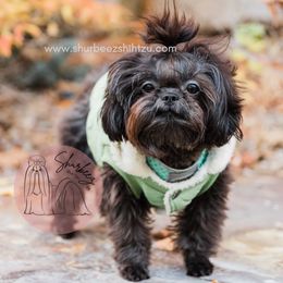 Piper - Shih Tzu