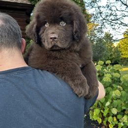 Brown female - Brown female Newfoundland puppy in New York from Johnson Farms