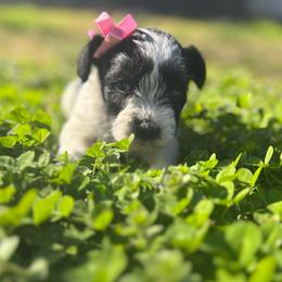 Girl 1 - Parti female Miniature Schnauzer puppy in Dunlap, Tennessee from Beards of Glory
