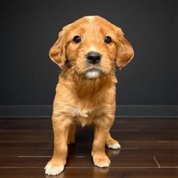 Bonnie - Golden female Golden Retriever puppy in Salt Lake City, Utah from Soaring golden retrievers