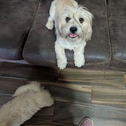 Maggie Mae - Lhasa Apso