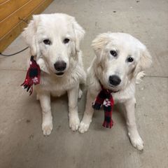 Cory - White Maremma Sheepdog puppy in Kings County, California from Prancing Pony Farm Maremma Sheepdogs