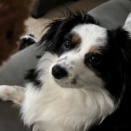 Aries - Miniature Australian Shepherd