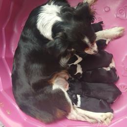 Oliver - Black tri male Miniature Australian Shepherd puppy in Gretna, Virginia from Adams Acres Cattle Dogs