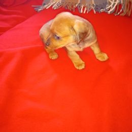 Dachshund Puppies from Elzy Family