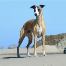 Tristan - Whippet