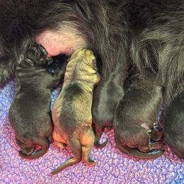 Boy 1 - Black male German Shepherd puppy in Warwick, Rhode Island from Karma Kennels