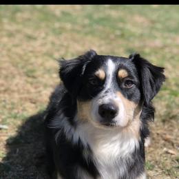 Harley - Australian Shepherd