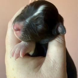 Cozy - Black tri female Miniature Australian Shepherd puppy in Gatesville, Texas from Southern Promise Aussie’s