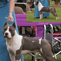 American Staffordshire Terriers and Lakeland Terriers from Goldmere Kennel
