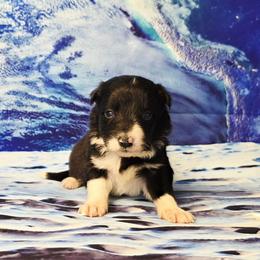 Miranda - Black and white female Border Collie puppy in Avilla, Indiana from Borderline Kennels