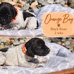 Orange - Black roan male German Shorthaired Pointer puppy in Dahlonega, Georgia from Pointer Mountain Bird Dogs