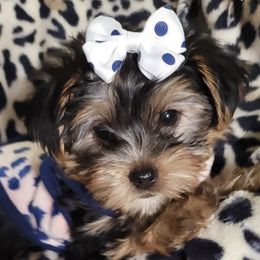 Yorkshire Terriers from Holmes Pets