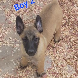 Boy 2 - Mahogany male Belgian Malinois puppy in Corpus Christi, Texas from Heavenly Firefly Belgian Malinois