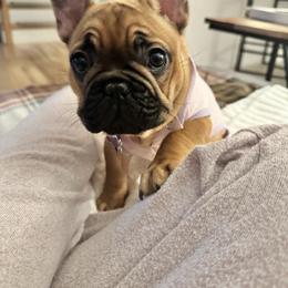 Constance - French Bulldog
