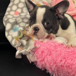 French Bulldog Puppies from Ponderosa Frenchies