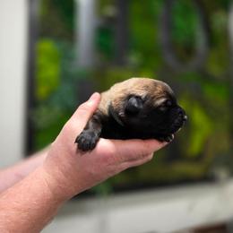 Bear (Blue) - Black brindle male Dutch Shepherd puppy in Signal Mountain, Tennessee from Torgun Police Dogs