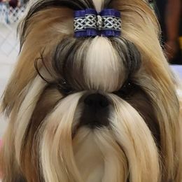 Heather - Shih Tzu