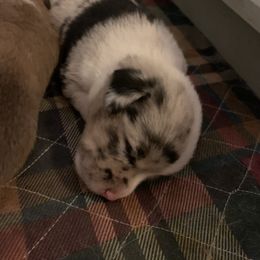 American Corgi Puppies from Mac-Kuz Kennels