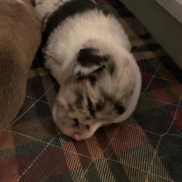 American Corgi Puppies from Mac-Kuz Kennels